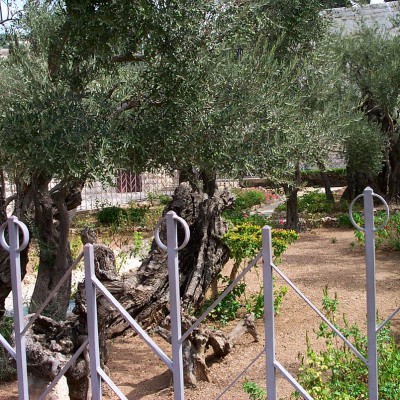 Ölbäume im Garten Gethsemane